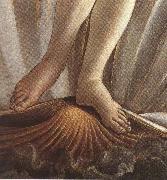 The Birth of Venus (mk36) Botticelli